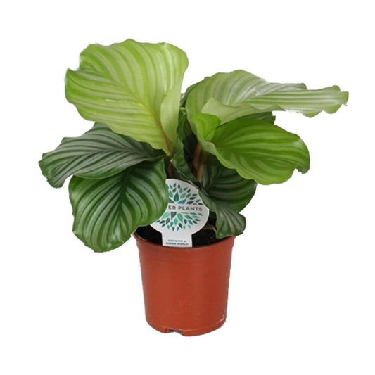 Calathea Orbifolia - ↕50cm - Ø14 - Sierplantenshop