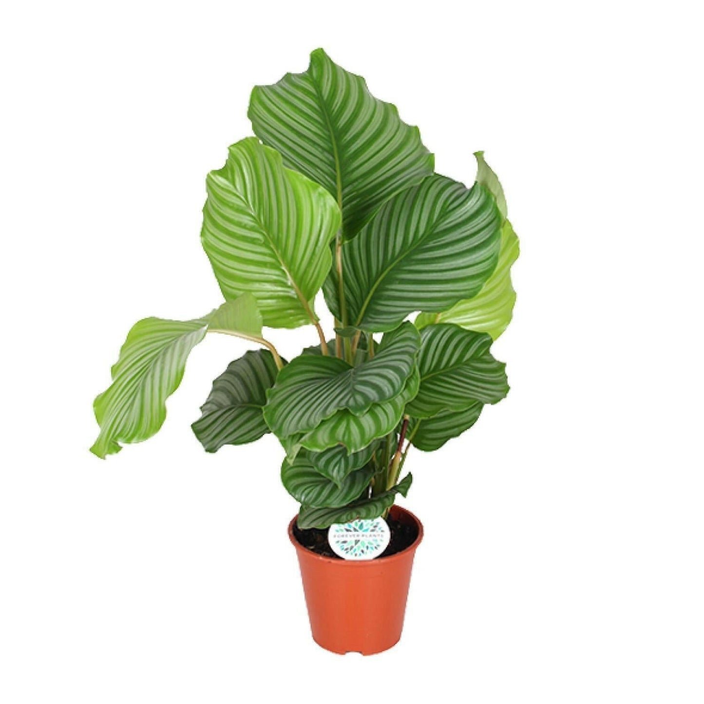 Calathea Orbifolia - ↕60cm - Ø17 - Sierplantenshop