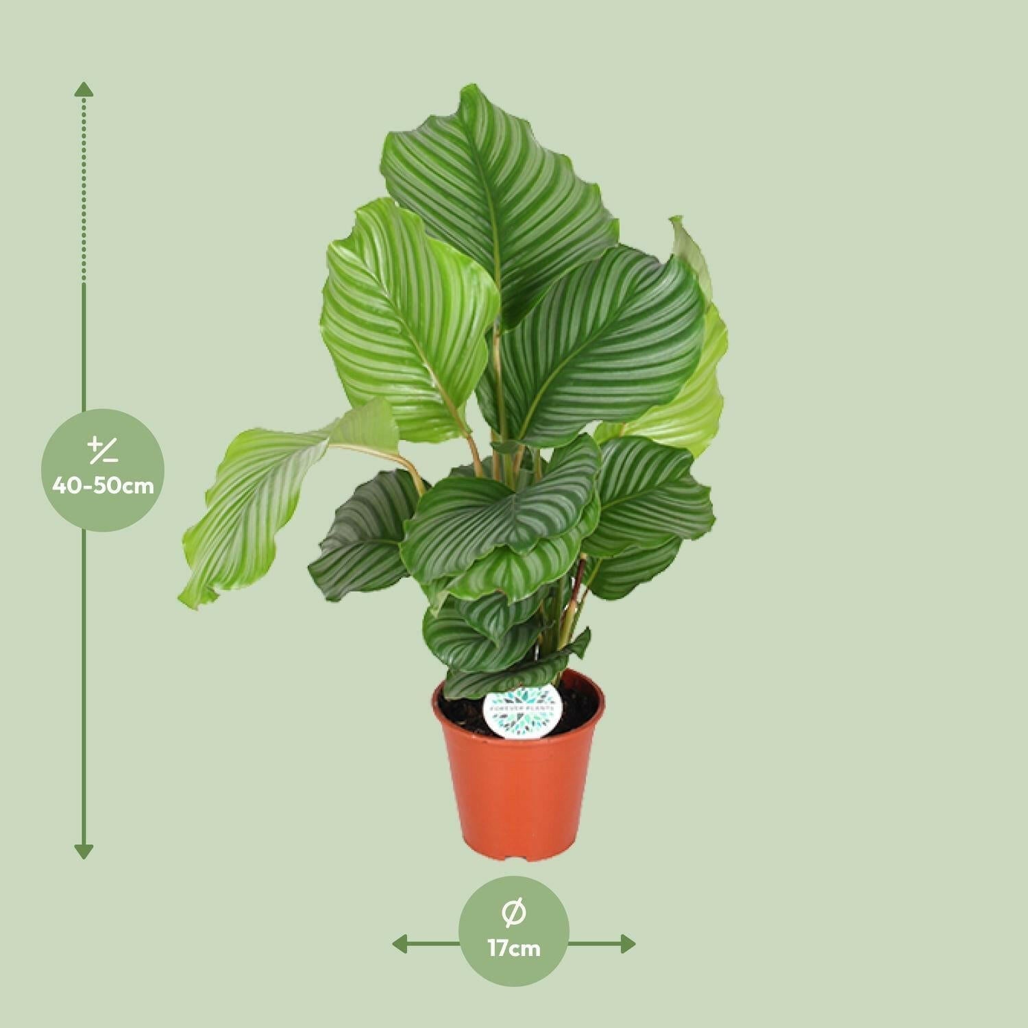 Calathea Orbifolia - ↕60cm - Ø17 - Sierplantenshop