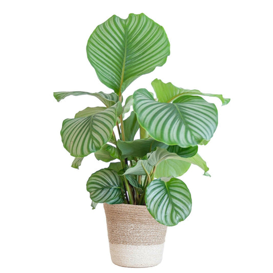 Calathea Orbifolia in stijlvolle witte Lissabon mand - ↕65cm - Ø19 - Sierplantenshop