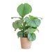 Calathea Orbifolia met Sofia mand naturel - ↕60cm - Ø21 - Sierplantenshop