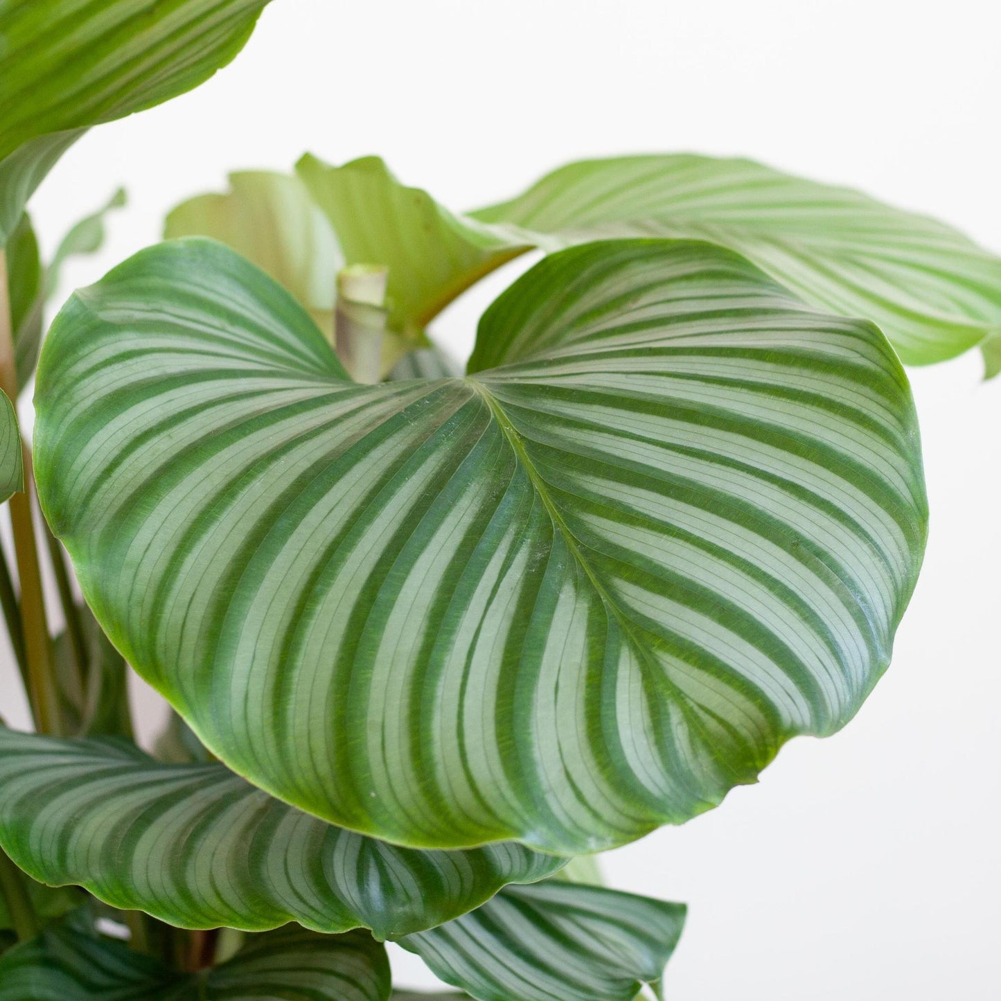 Calathea Orbifolia met Sofia mand naturel - ↕60cm - Ø21 - Sierplantenshop