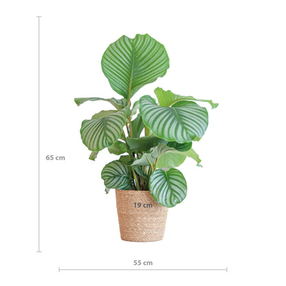 Calathea Orbifolia met Sofia mand naturel - ↕60cm - Ø21 - Sierplantenshop