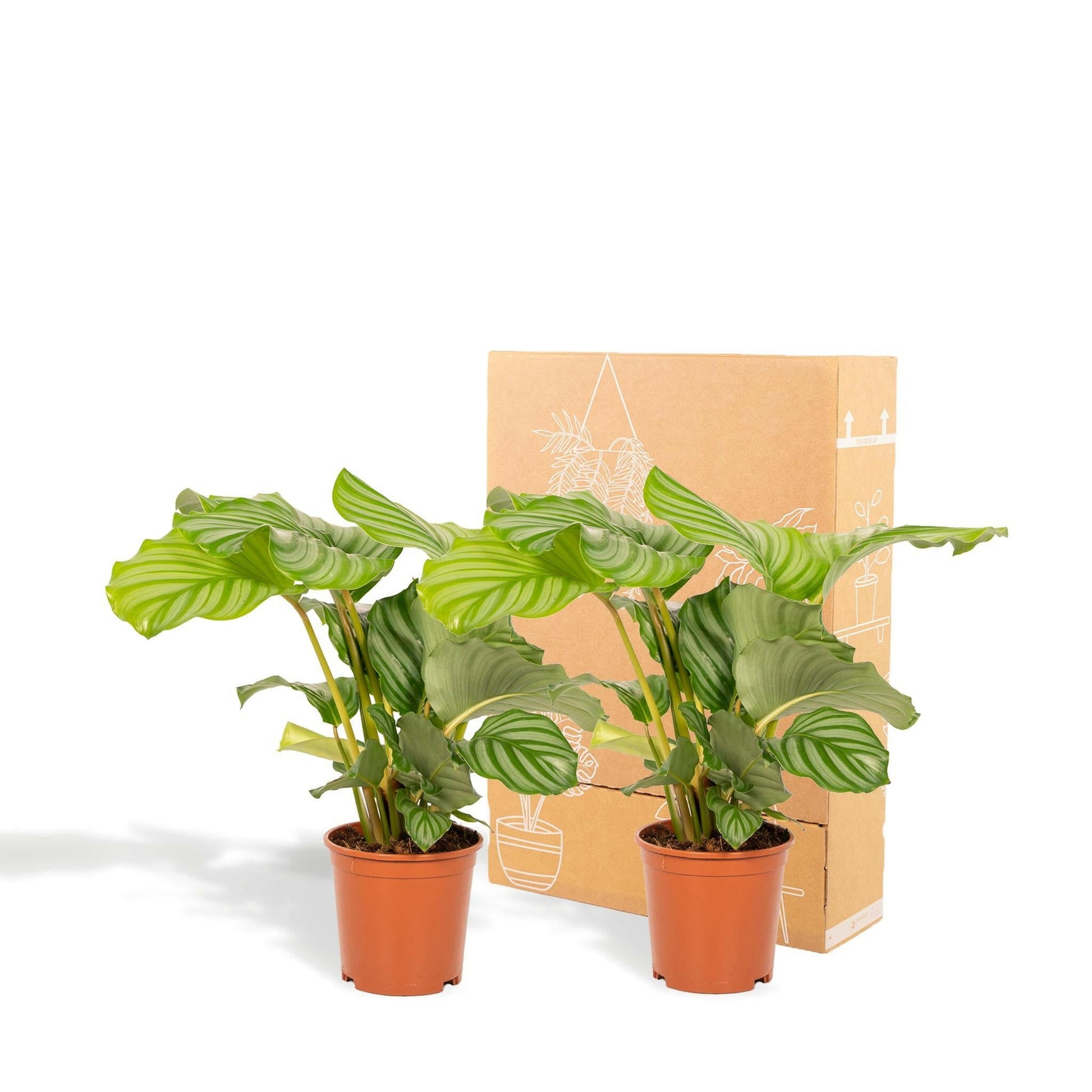 Calathea Orbifolia set van planten - ↕40cm - Ø14 - Sierplantenshop