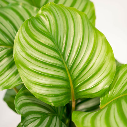 Calathea Orbifolia set van planten - ↕40cm - Ø14 - Sierplantenshop