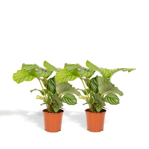 Calathea Orbifolia set van planten - ↕40cm - Ø14 - Sierplantenshop