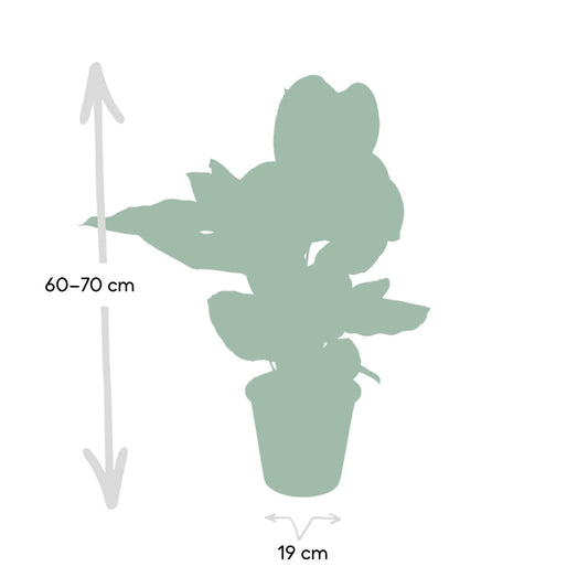 Calathea Ornata - ↕60cm - Ø19 G - Sierplantenshop