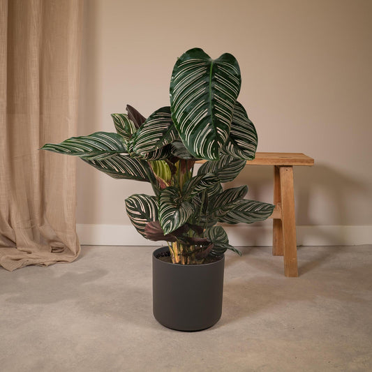 Calathea Ornata - ↕60cm - Ø19 G - Sierplantenshop