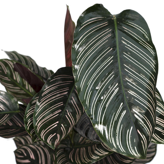 Calathea Ornata - ↕60cm - Ø19 G - Sierplantenshop