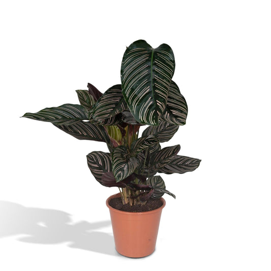 Calathea Ornata - ↕60cm - Ø19 G - Sierplantenshop