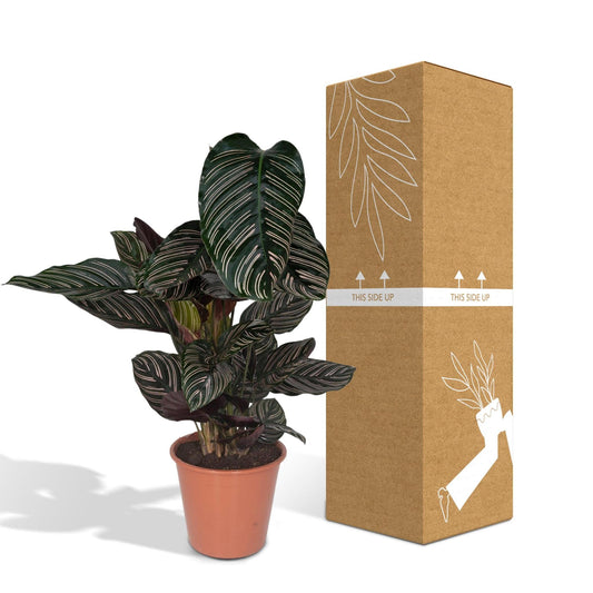 Calathea Ornata - ↕60cm - Ø19 G - Sierplantenshop