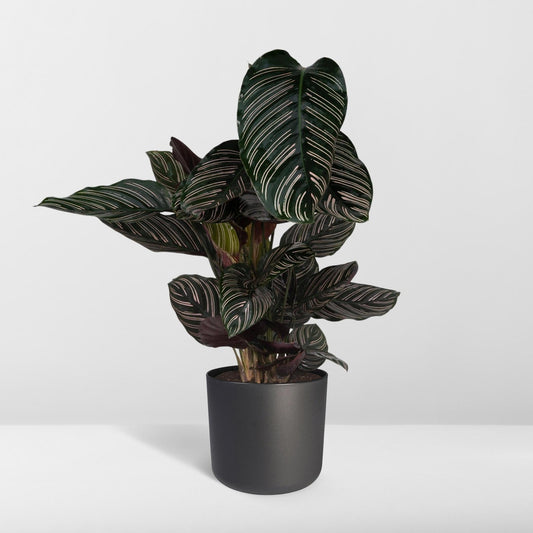 Calathea Ornata - ↕60cm - Ø19 G - Sierplantenshop