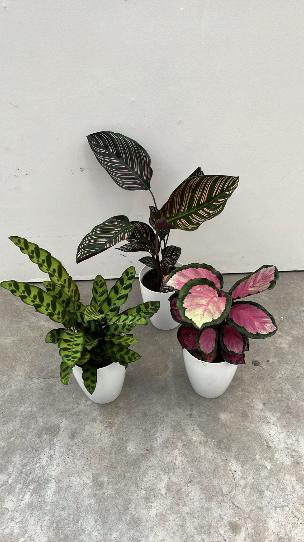 Calathea pakket - Incl. Elegante Sierpotten 3 Planten - 35 - Ø12 - Sierplantenshop