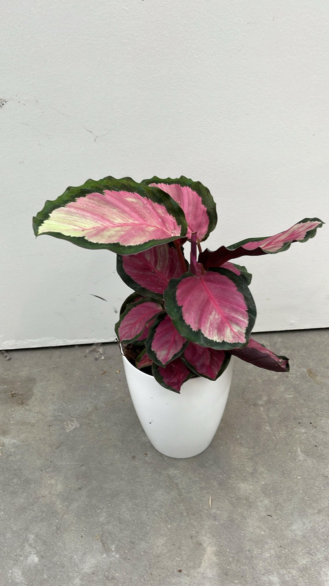 Calathea pakket - Incl. Elegante Sierpotten 3 Planten - 35 - Ø12 - Sierplantenshop