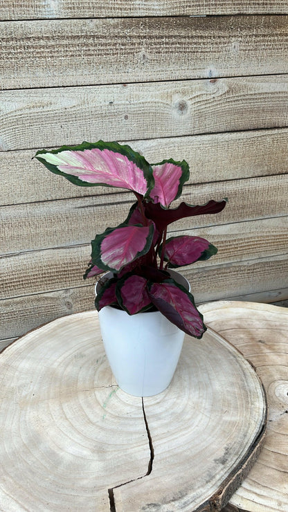 Calathea pakket - Incl. Elegante Sierpotten 3 Planten - 35 - Ø12 - Sierplantenshop