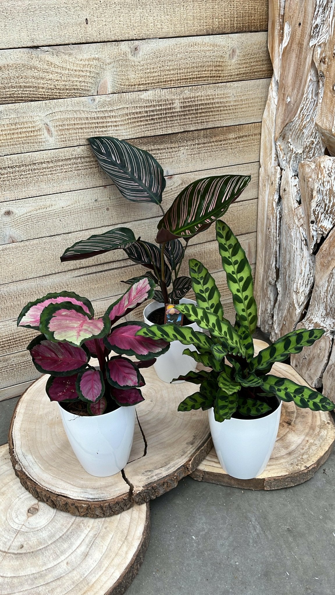 Calathea pakket - Incl. Elegante Sierpotten 3 Planten - 35 - Ø12 - Sierplantenshop