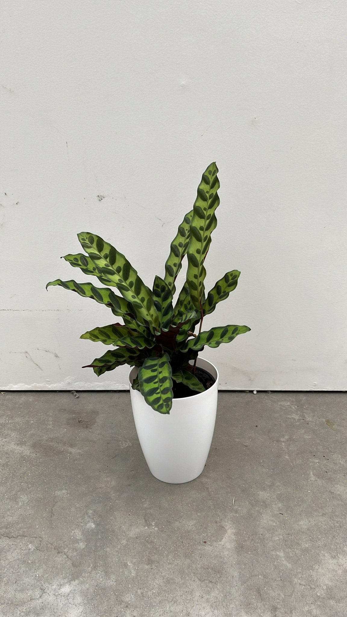 Calathea pakket - Incl. Elegante Sierpotten 3 Planten - 35 - Ø12 - Sierplantenshop