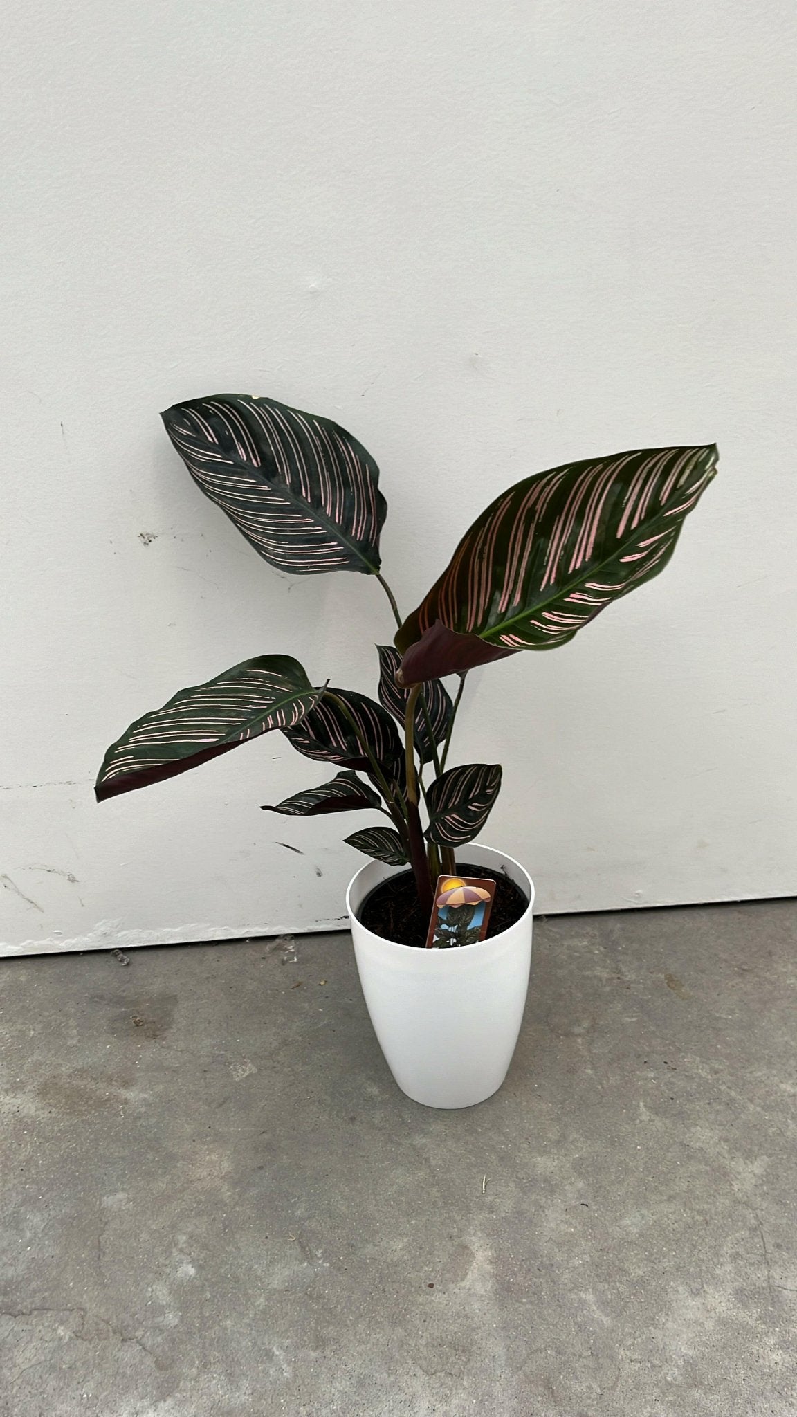 Calathea pakket - Incl. Elegante Sierpotten 3 Planten - 35 - Ø12 - Sierplantenshop