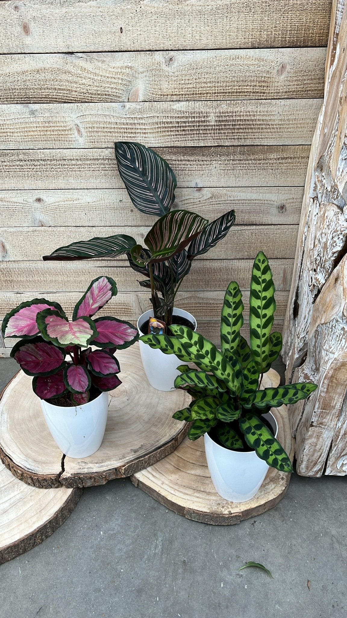 Calathea pakket - Incl. Elegante Sierpotten 3 Planten - 35 - Ø12 - Sierplantenshop