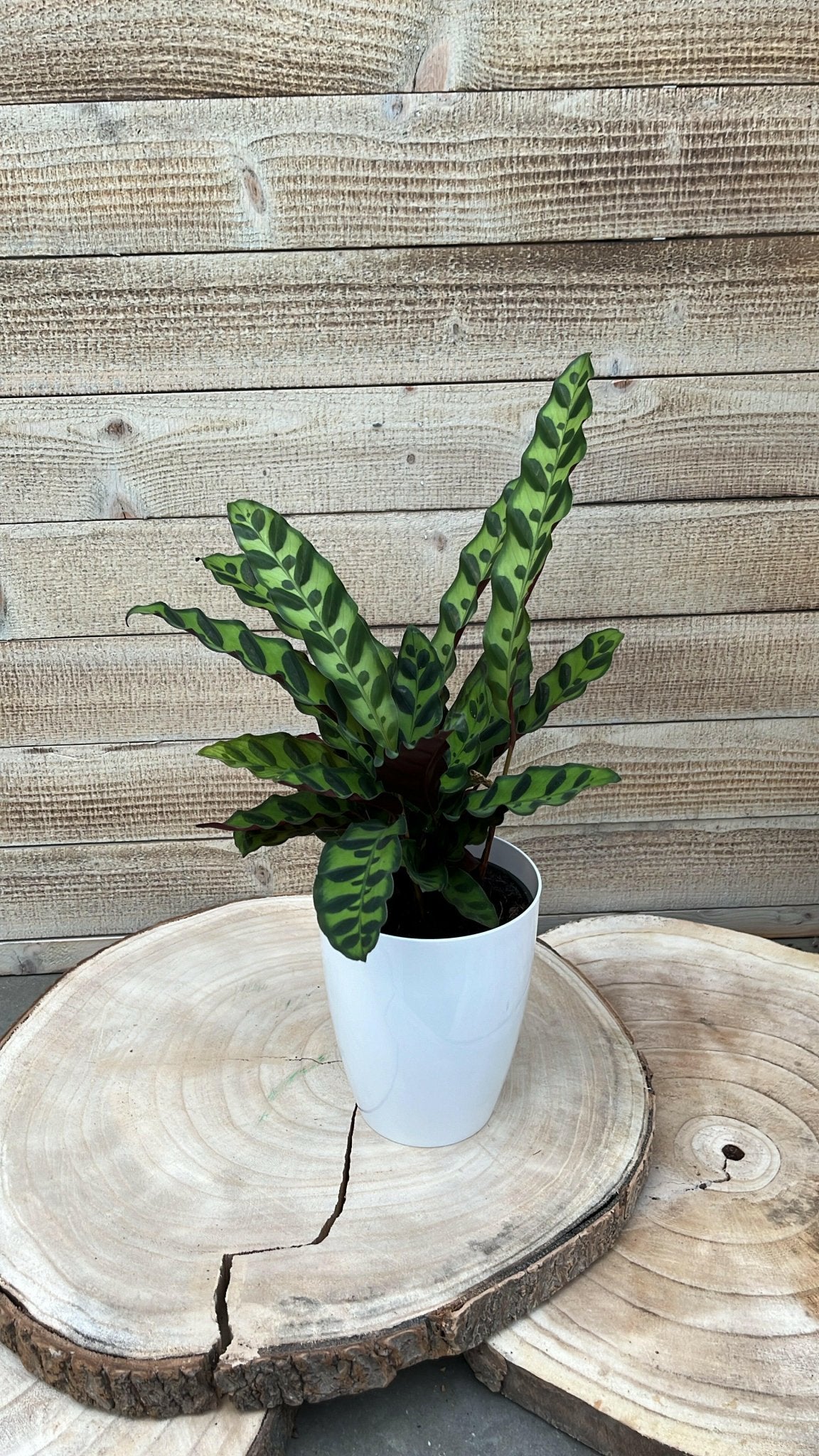 Calathea pakket - Incl. Elegante Sierpotten 3 Planten - 35 - Ø12 - Sierplantenshop