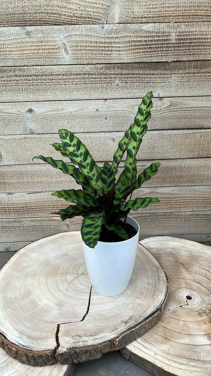 Calathea pakket - Incl. Elegante Sierpotten 3 Planten - 35 - Ø12 - Sierplantenshop