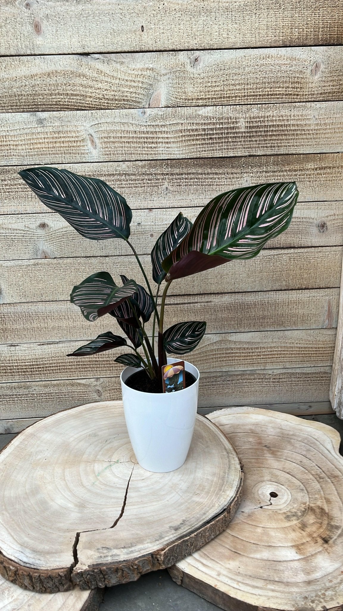 Calathea pakket - Incl. Elegante Sierpotten 3 Planten - 35 - Ø12 - Sierplantenshop