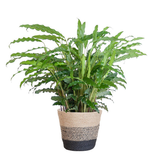 Calathea Rufibarba met Mand Lissabon zwart - ↕50cm - Ø17 - Sierplantenshop