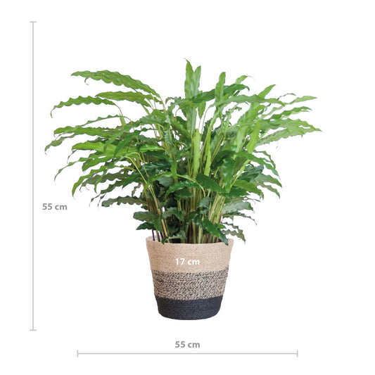 Calathea Rufibarba met Mand Lissabon zwart - ↕50cm - Ø17 - Sierplantenshop