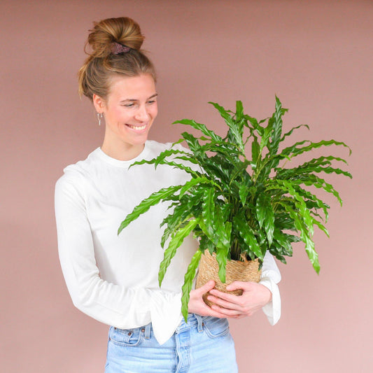 Calathea Rufibarba met Sofia mand naturel - ↕50cm - Ø17 - Sierplantenshop