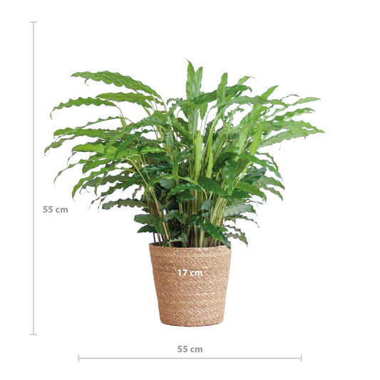 Calathea Rufibarba met Sofia mand naturel - ↕50cm - Ø17 - Sierplantenshop