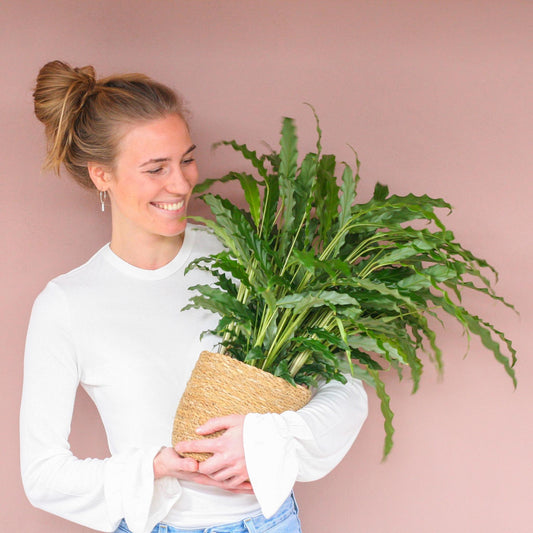 Calathea Rufibarba met Sofia mand naturel - ↕50cm - Ø17 - Sierplantenshop