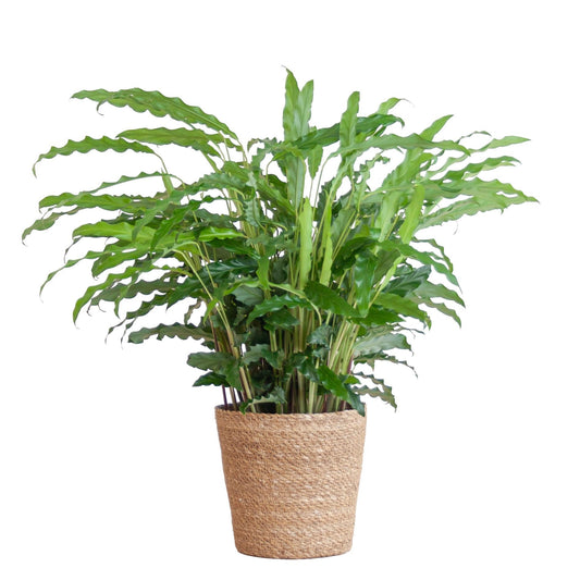 Calathea Rufibarba met Sofia mand naturel - ↕50cm - Ø17 - Sierplantenshop