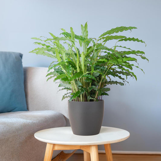 Calathea Rufibarba met Viber grijs - ↕50cm - Ø17 - Sierplantenshop