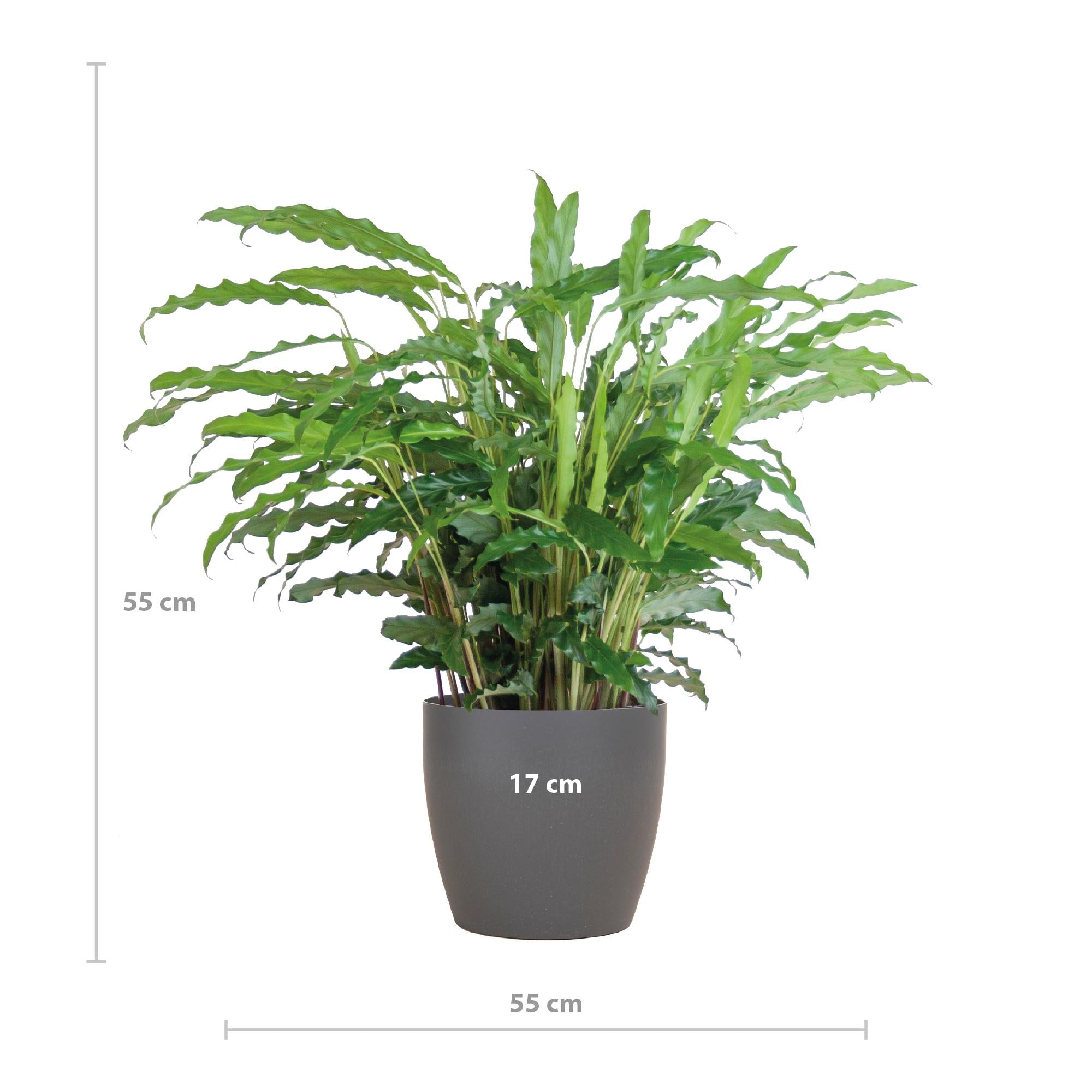 Calathea Rufibarba met Viber grijs - ↕50cm - Ø17 - Sierplantenshop