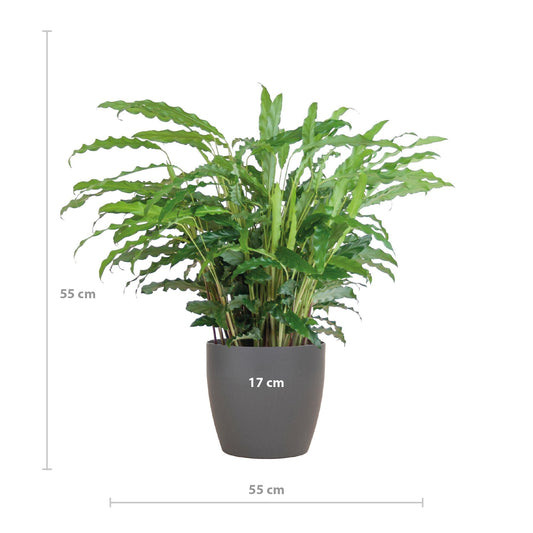 Calathea Rufibarba met Viber grijs - ↕50cm - Ø17 - Sierplantenshop