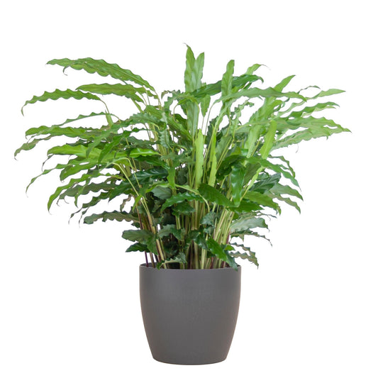 Calathea Rufibarba met Viber grijs - ↕50cm - Ø17 - Sierplantenshop