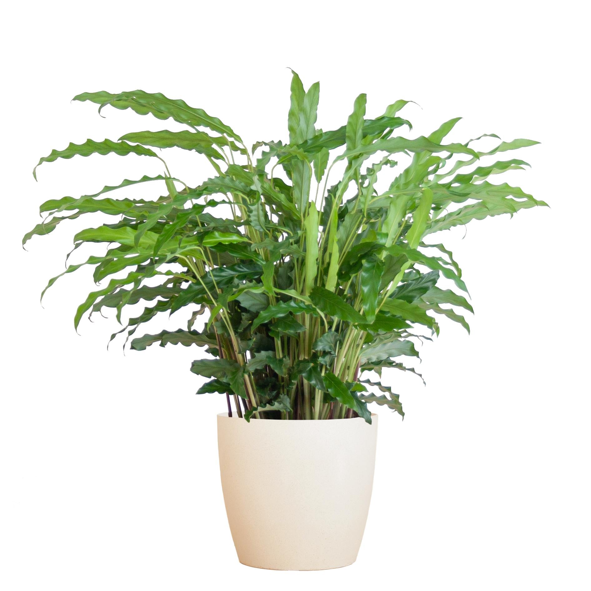 Calathea Rufibarba met Viber wit - ↕50cm - Ø17 - Sierplantenshop