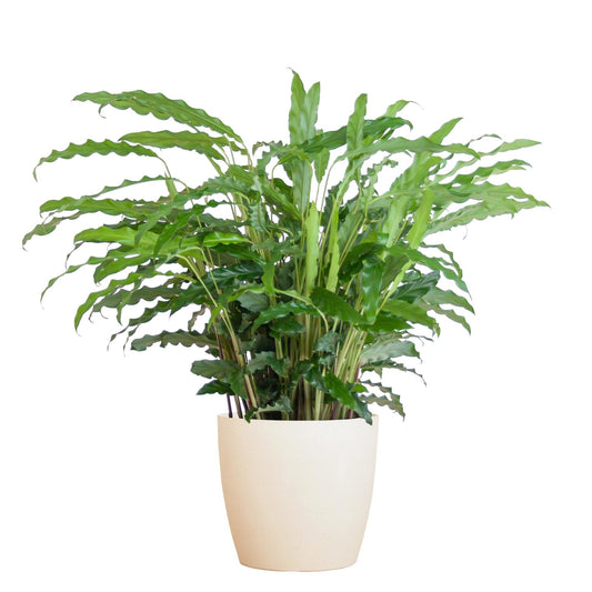 Calathea Rufibarba met Viber wit - ↕50cm - Ø17 - Sierplantenshop