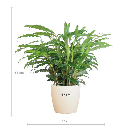 Calathea Rufibarba met Viber wit - ↕50cm - Ø17 - Sierplantenshop