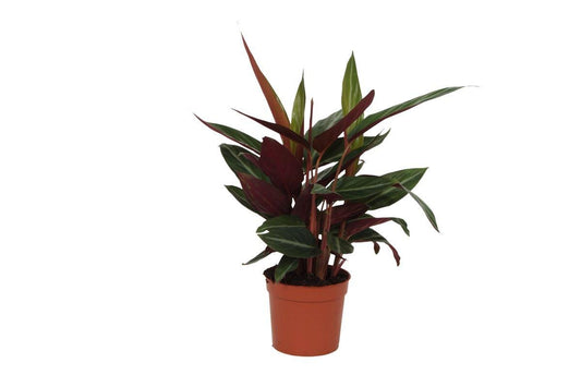 Calathea Stripestar - ↕40cm - Ø12 - Sierplantenshop