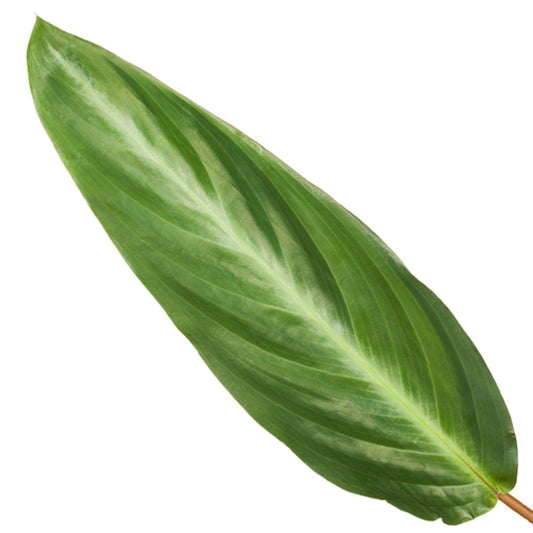 Calathea Stripestar - ↕40cm - Ø12 - Sierplantenshop