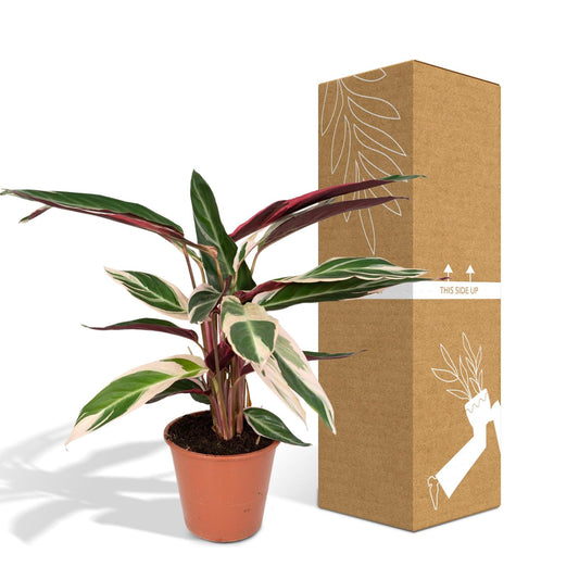 Calathea Triostar - Pauwenplant - ↨70cm - Ø19 - Sierplantenshop