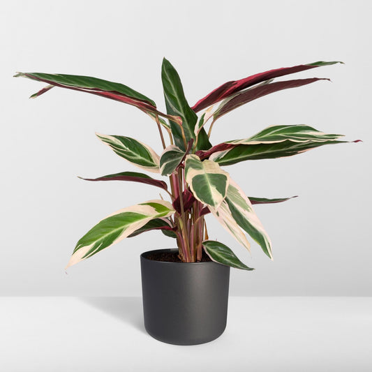 Calathea Triostar - Pauwenplant - ↨70cm - Ø19 - Sierplantenshop