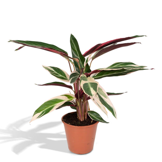 Calathea Triostar - Pauwenplant - ↨70cm - Ø19 - Sierplantenshop