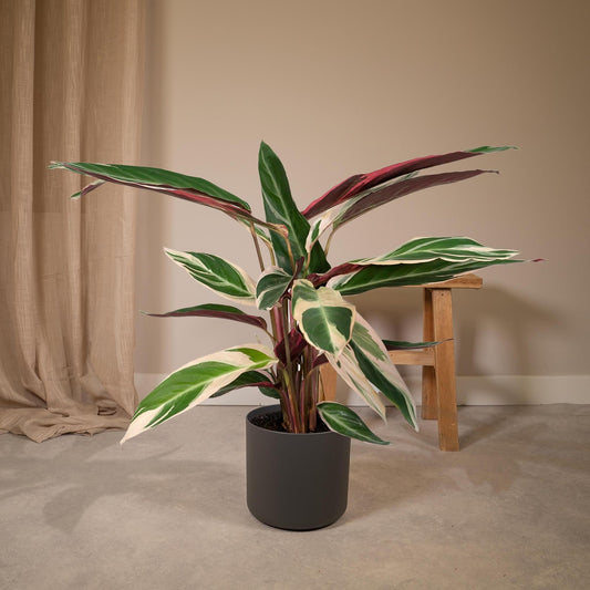 Calathea Triostar - Pauwenplant - ↨70cm - Ø19 - Sierplantenshop