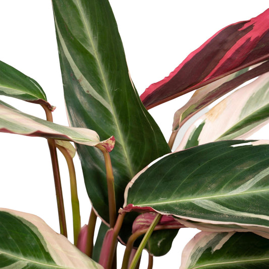 Calathea Triostar - Pauwenplant - ↨70cm - Ø19 - Sierplantenshop