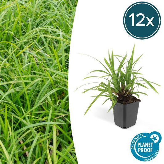 Carex morrowii 'Irish Green' - 12x - ↕15cm - Ø9 Vaste plant - Sierplantenshop - Sierplantenshop