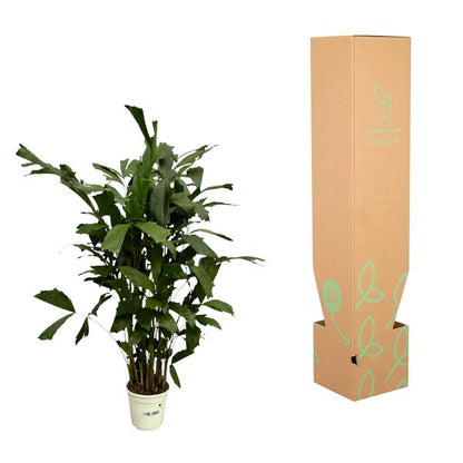 Caryota Mitis - 120 cm - Ø19cm - Sierplantenshop