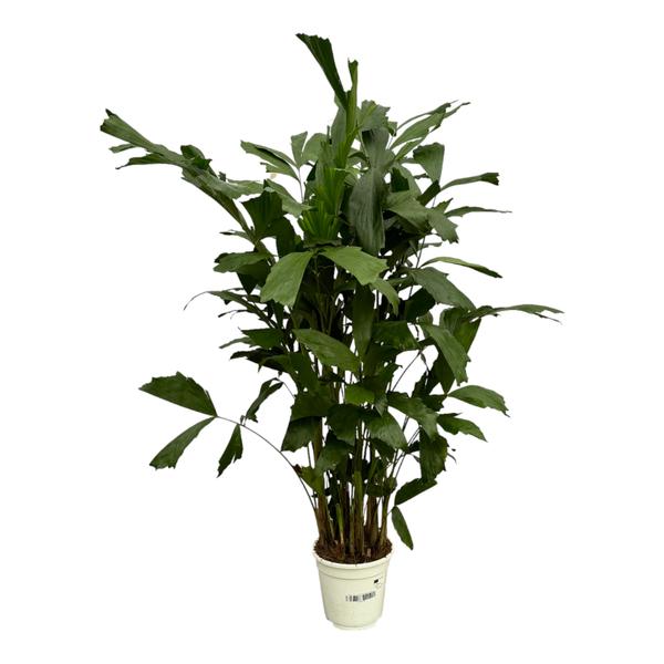 Caryota Mitis - 120 cm - Ø19cm - Sierplantenshop