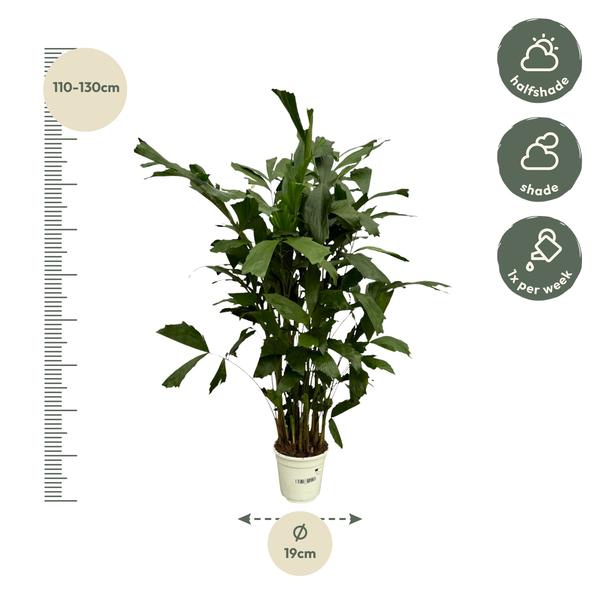 Caryota Mitis - 120 cm - Ø19cm - Sierplantenshop